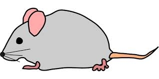 mouse in the house.jpg